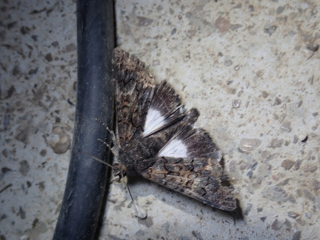 Aedia leucomelas Aedia leucomelas