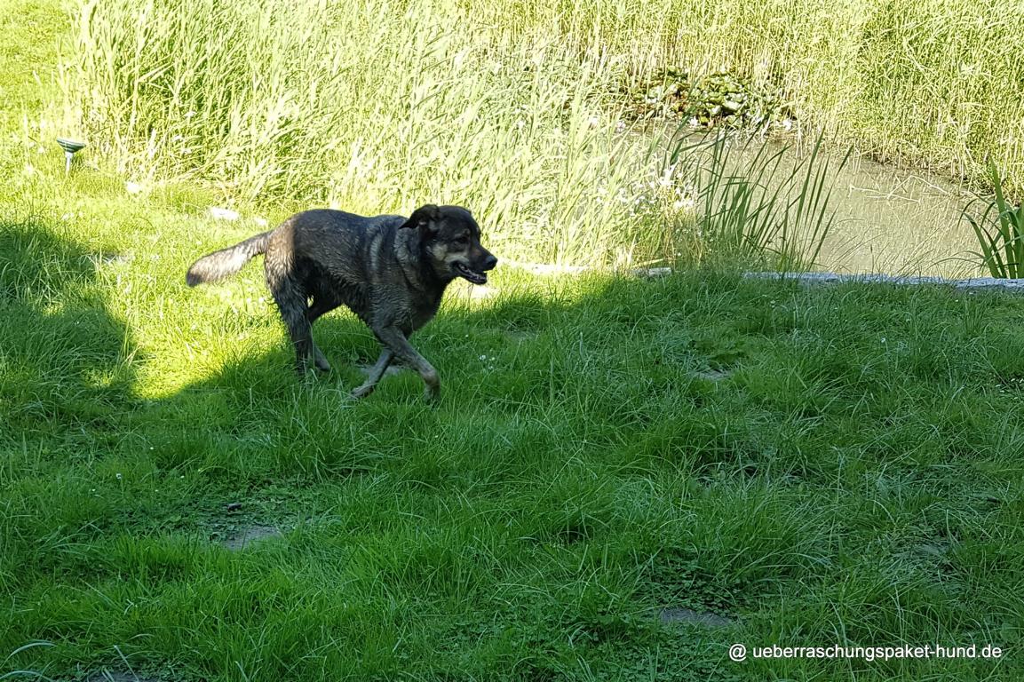Überraschungspaket Hund ein Hundeblog der zeigt, wie unterschiedlich