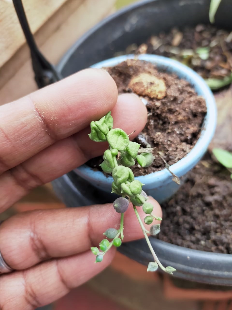 String of pearls common problems