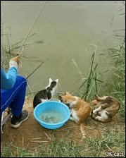 Funny Cat GIF • Man fishing  with 6 hungry cats. They 're funny and cute