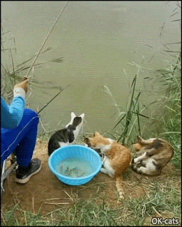 Funny Cat GIF • Man fishing with 6 hungry cats. They 're funny and cute Funny Cat GIF • Man fishing with 6 hungry cats. They 're funny and cute