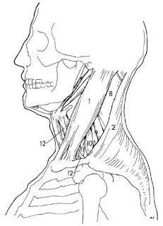 sternocleidomastoid muscle