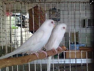 Harga Burung Parkit Albino Mata Merah Bulan Maret Jual Beli