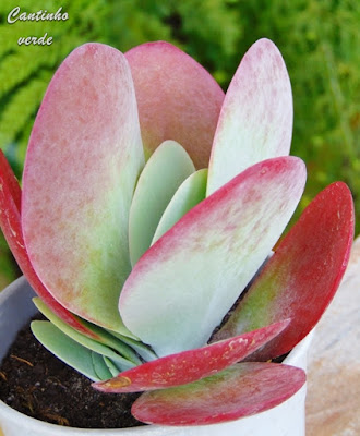 Orelha de elefante - Kalanchoe  thyrsiflora ou planta de remo