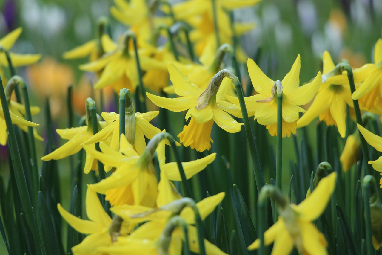 Poets Online Blog Wordsworth Daffodils With Dorothy And William