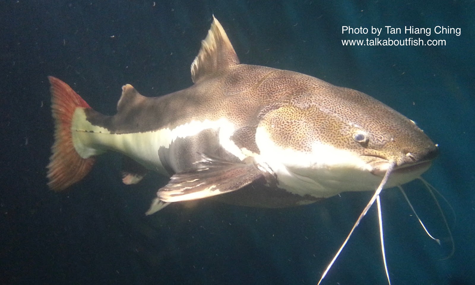 Redtail Catfish -  Game Fishing Guide