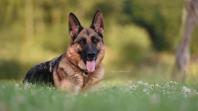 full hd german shepherd wallpaper