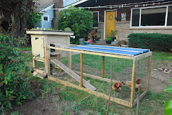 chicken build plans coop building simple easy run coops chickens backyard farm raising chick mini keep clean coup