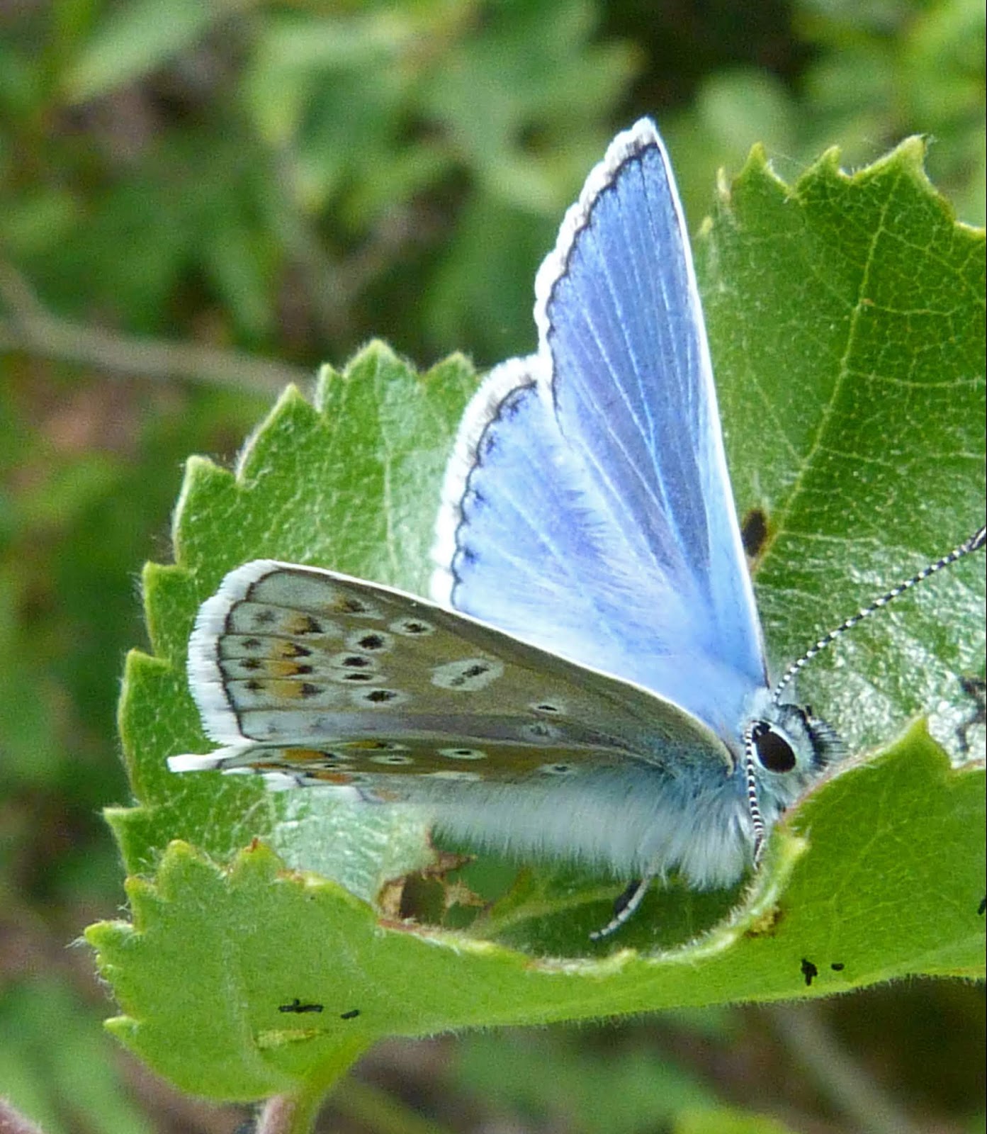 Insects of Scotland Butterflies