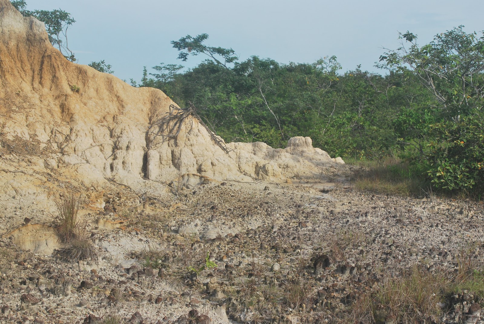 Jan Axel's Blog At the dry forest