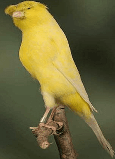 Lancashire Canary