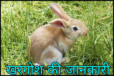 Rabbit Information In Hindi