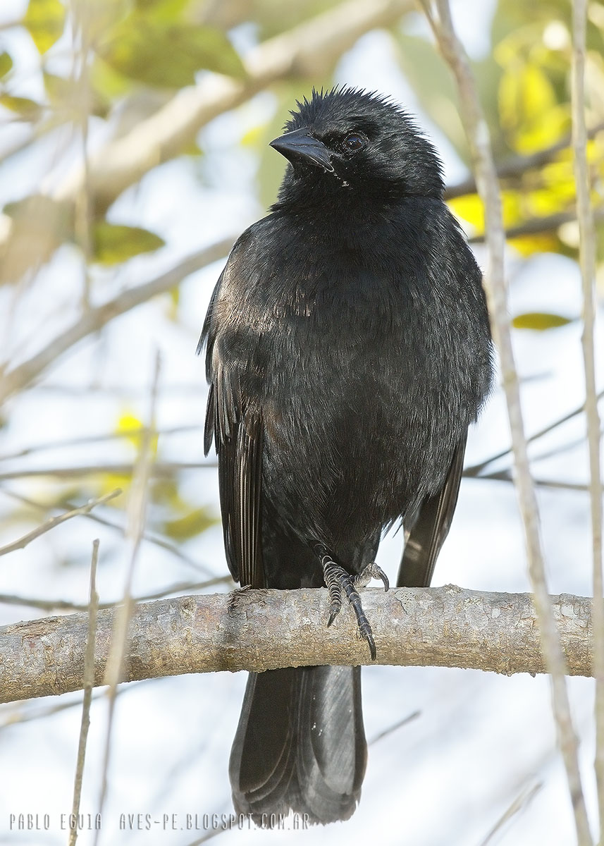 Gnorimopsar chopi Chopí Chopi Blackbird mis fotos de aves