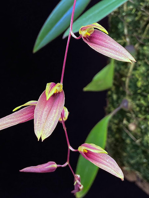 Bulbophyllum callichroma
