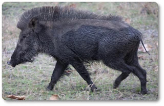 Indian boar