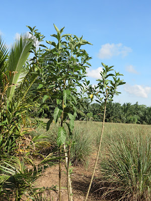 nasamulia nasamulia