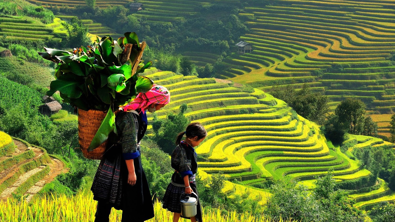 Banaue Rice Terraces