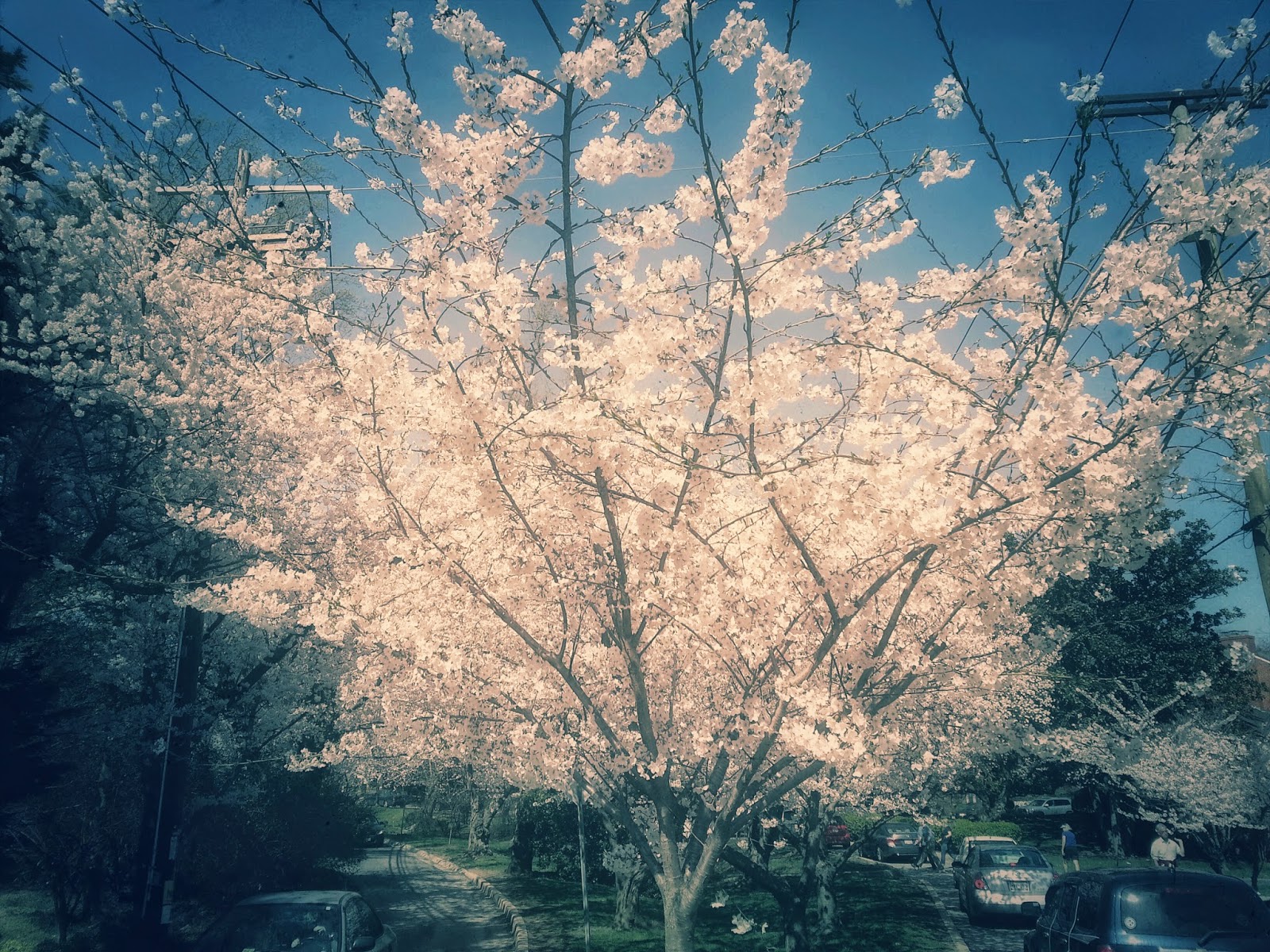 Robert Dyer Bethesda Row CHERRY BLOSSOMS IN BETHESDA (PHOTO GALLERY)