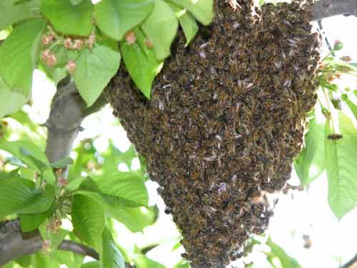 Essaim d'abeilles dans un arbre