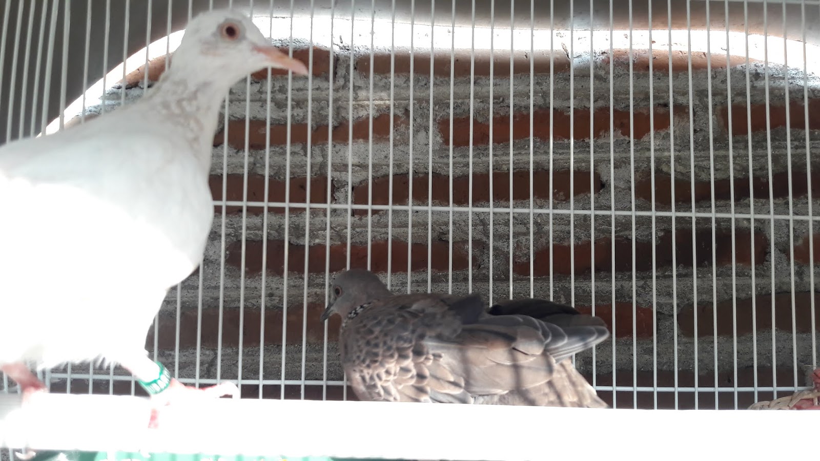 Kitat Mas Bird Farm 085 64 8080 404 Karangpuri Wonoayu