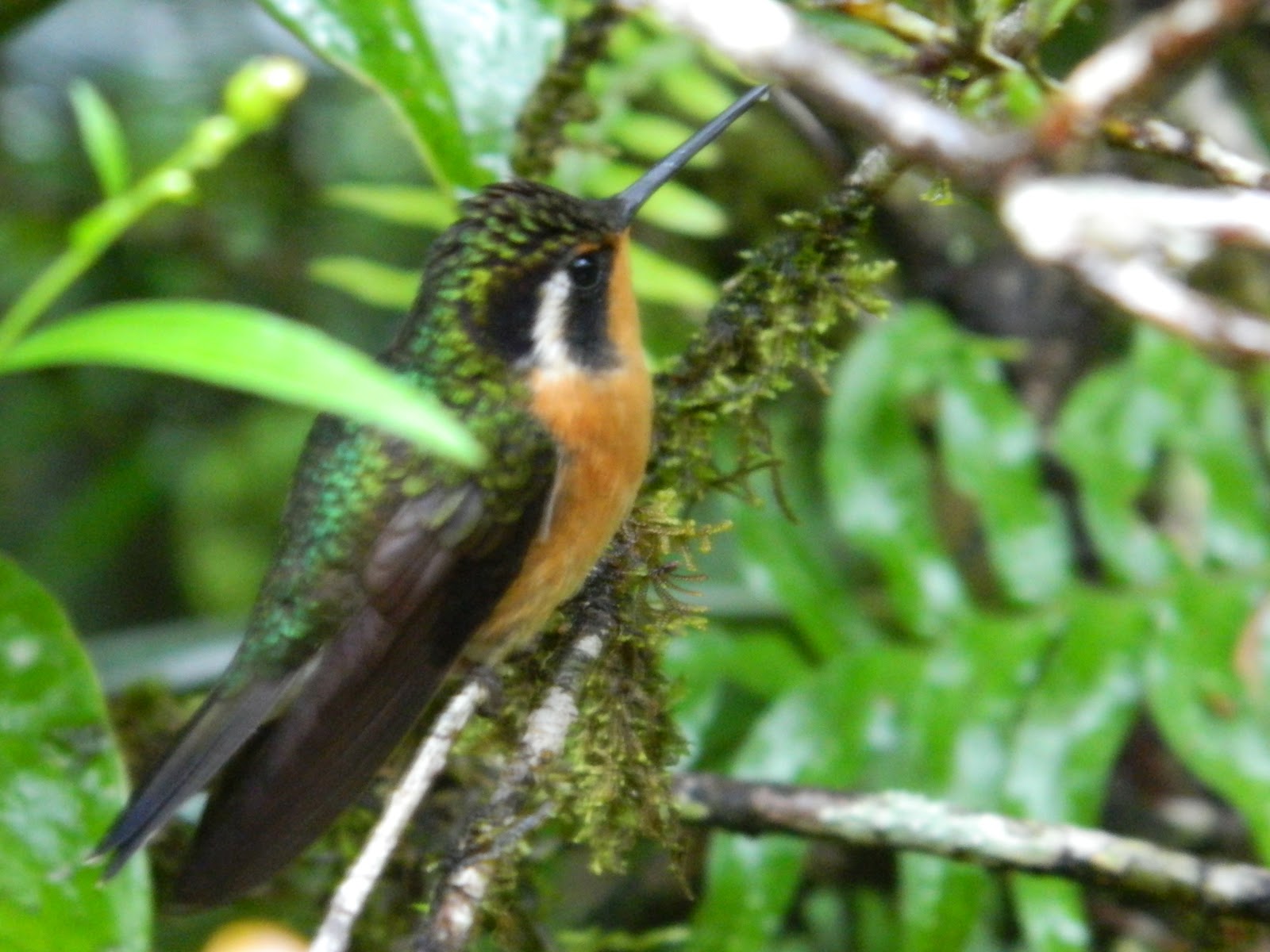 BrandonBirds : Costa Rica 2011