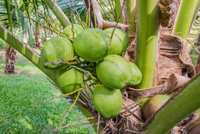 Coconut: Nutrition and Health Benefits     