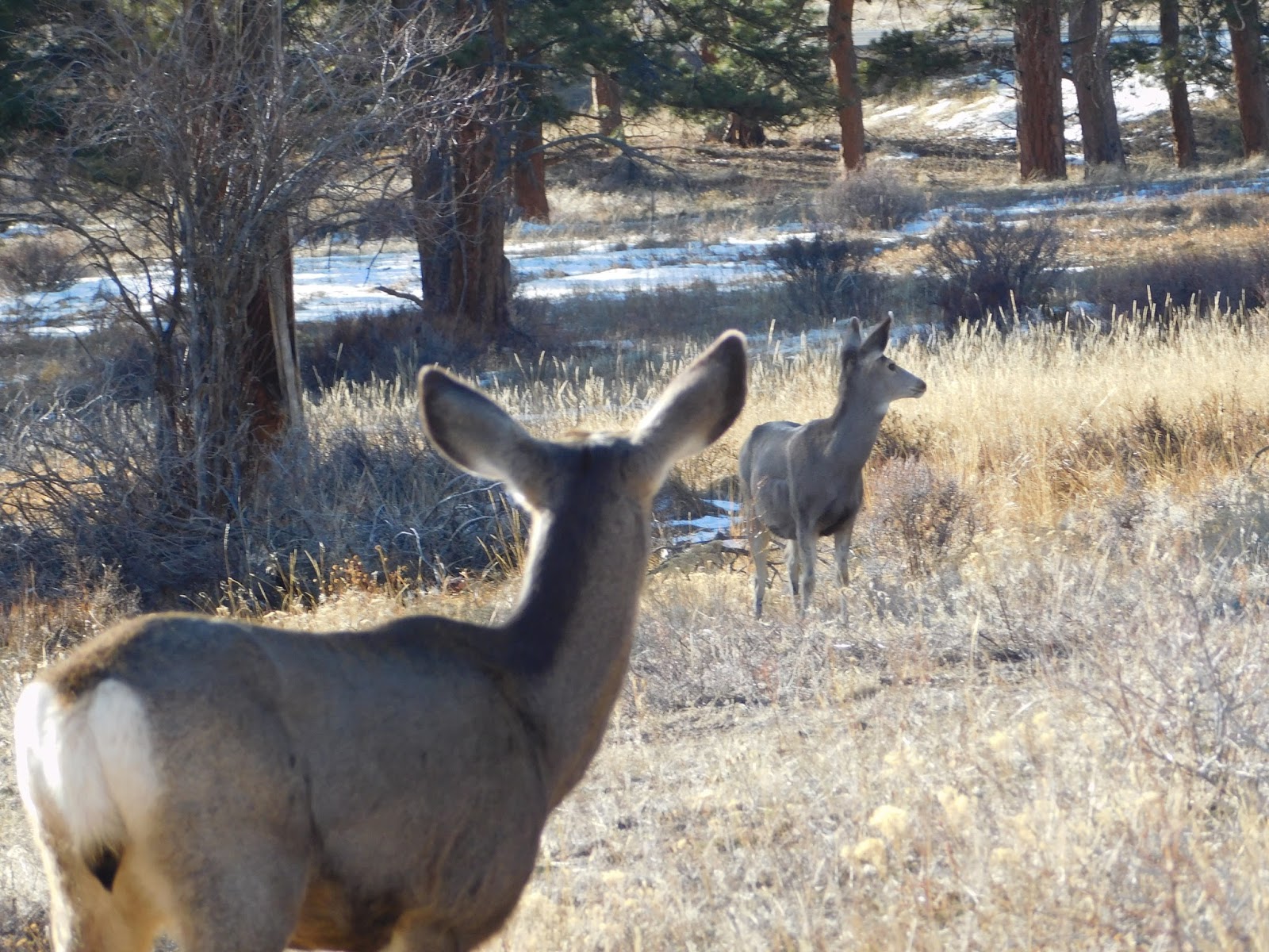 Braids & Hairstyles for Super Long Hair: Hair pictures in the snow~ a beautiful day in the mountains