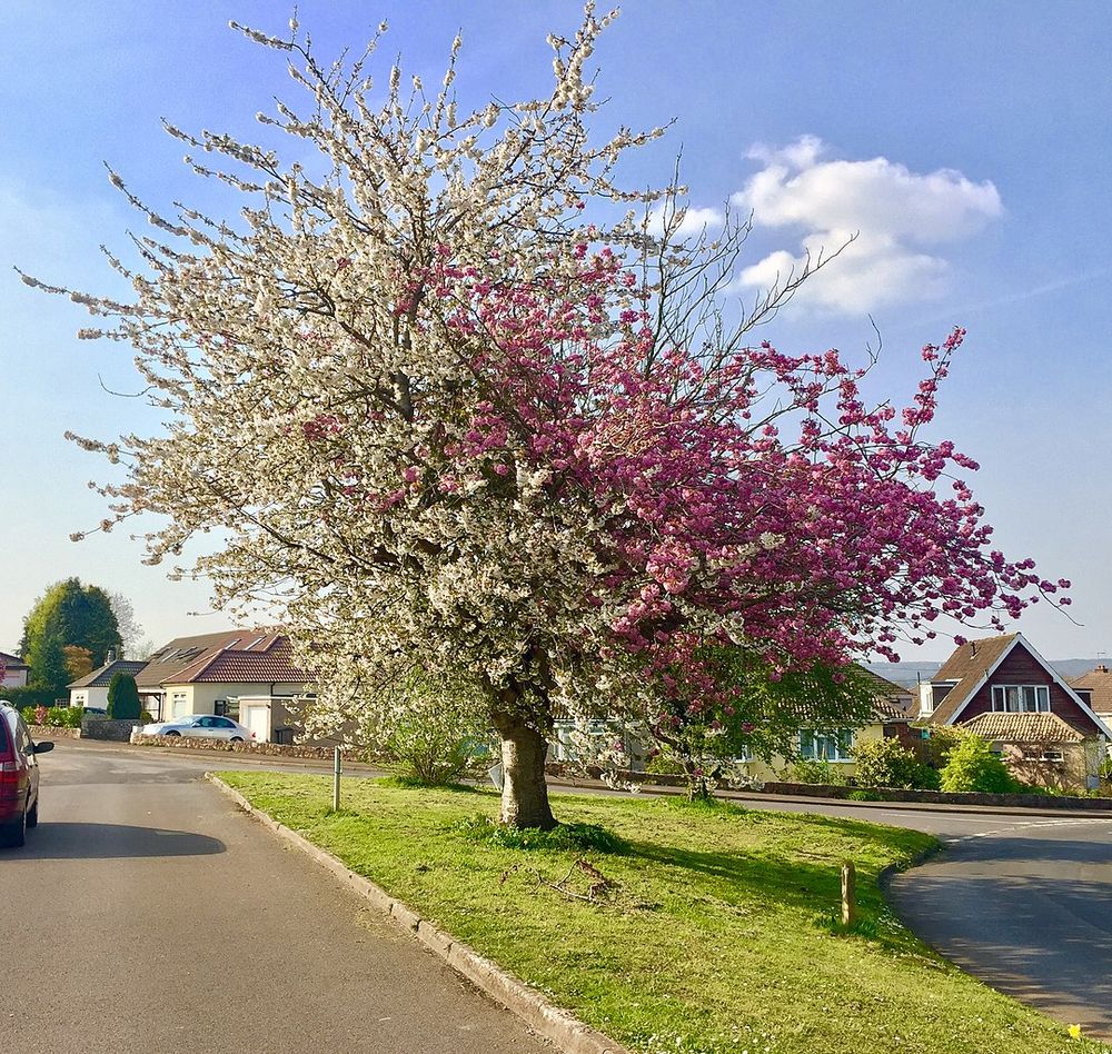 Strawberries and Cream Tree