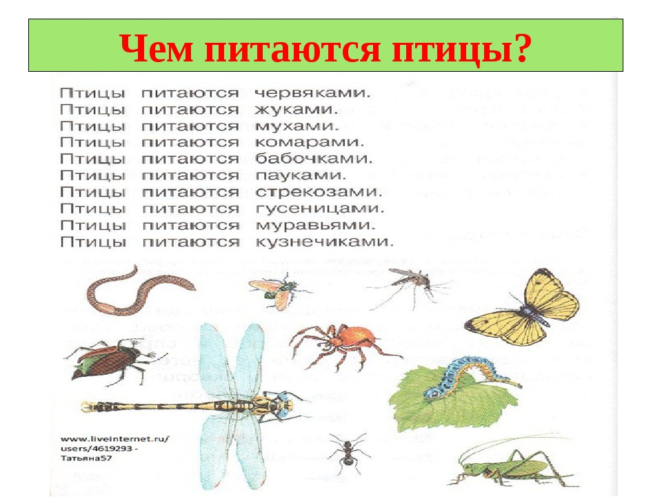 Хищные птицы Москвы - Агентство городских новостей "Москва" - информационное аге