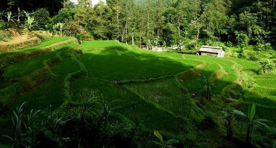 Lereng Barat Gunung Pangrango