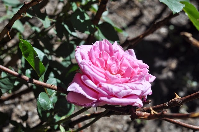 roses coloradoviews.filminspector.com