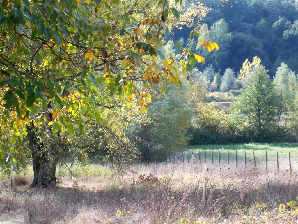 papavero di campo: ritorno al pioppo nero