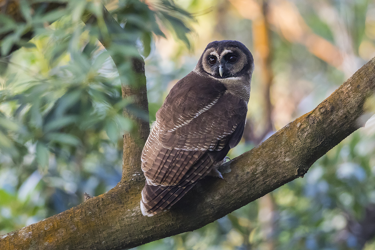 As The Crow Flies a Hong Kong Birding Blog Brown Wood Owl An