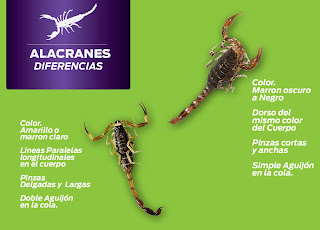 Epoca de Alacranes. Consejos para cuidarnos en el hogar Punto Sanitario Cordoba