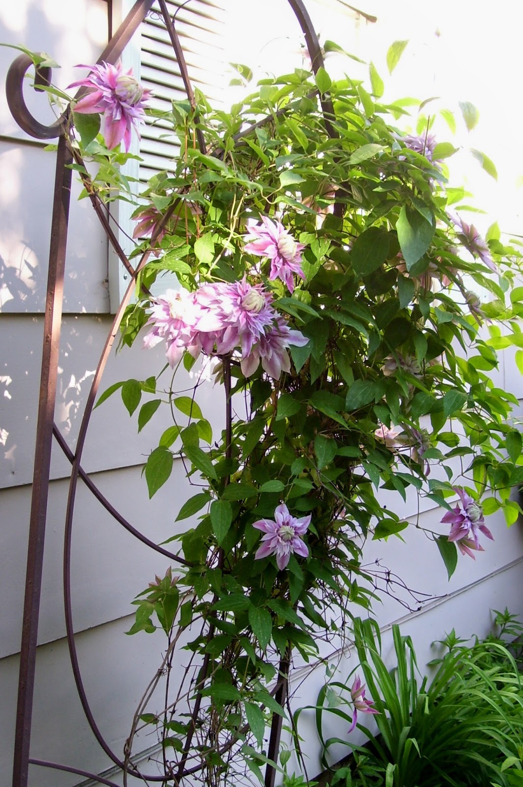 Talking to Plants Sea of Green