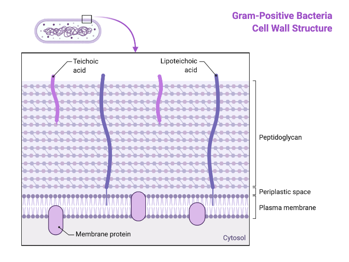 MICROBIOLOGY BLOG FOR STUDENTS (MBLOGSTU) Gram Positive Vs Gram