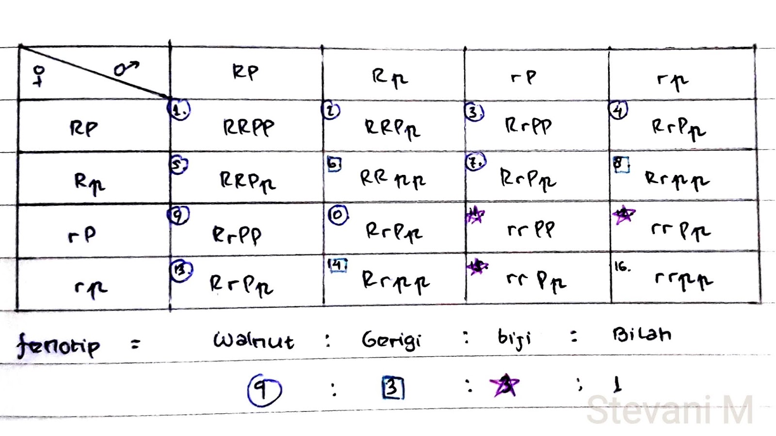 STEVANI MANUHUTU. II Contoh 3 Interaksi Beberapa Pasangan