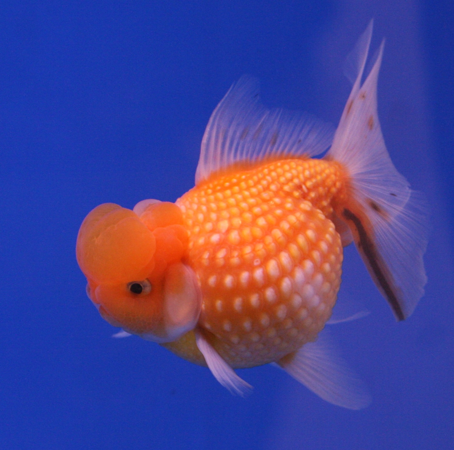 hd-animals-goldfish