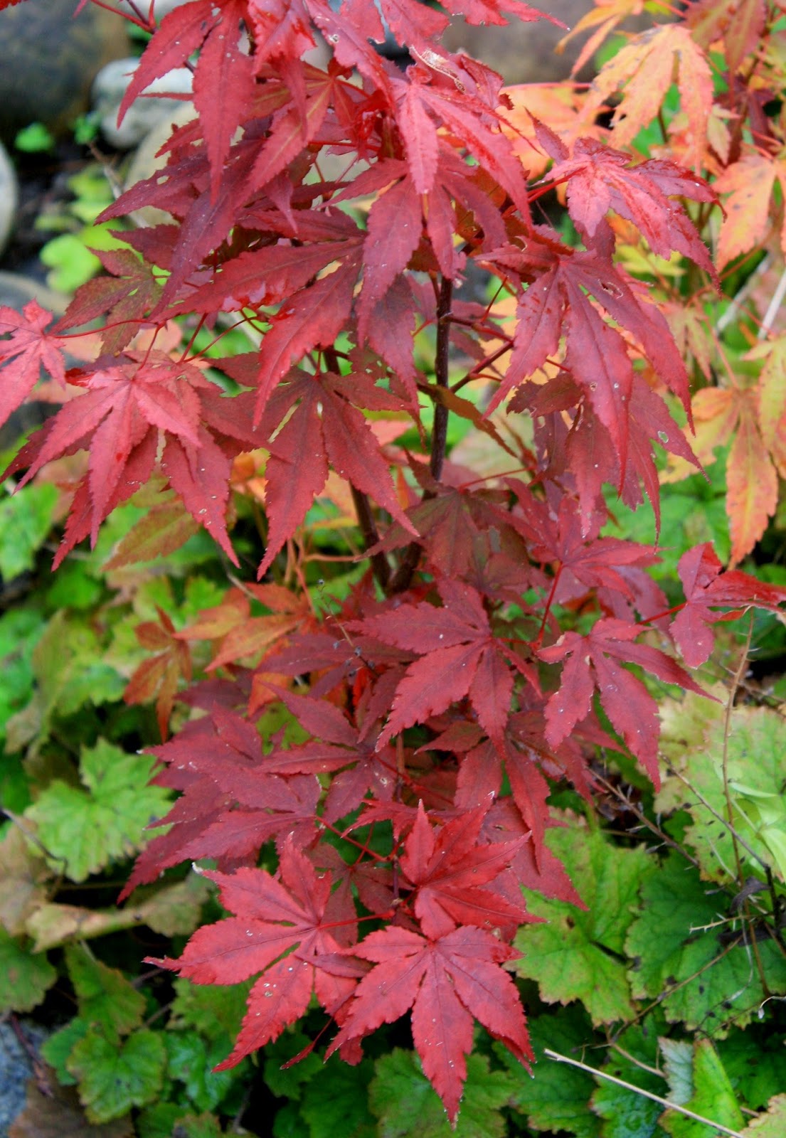 MIN NATUR: I love - Japansk lönn