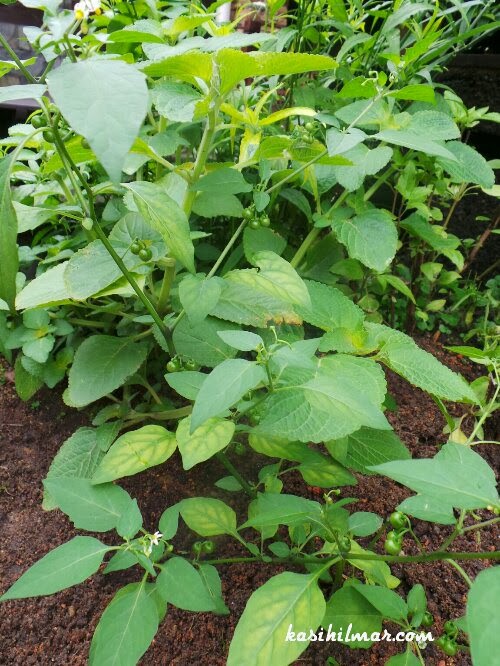 ZULFAZA LOVES COOKING: Masak lemak putih pucuk ranti aka meranti