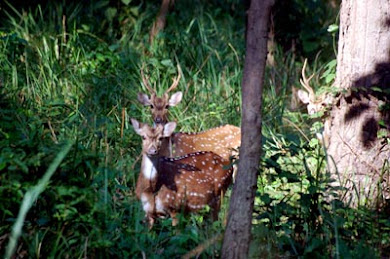Spotted deer, Chital or cheetal (Axis axis)