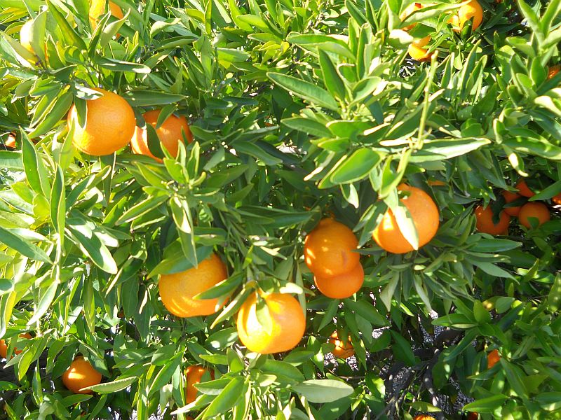 Cheryl's USA Another benefit of a sunny Arizona winter tangerines