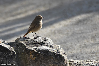 Cotxa fumada (Phoenicurus ochruros)