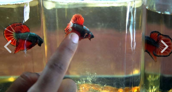 Ternak Cupang Raih Untung Jutaan Rupiah Bkpp Kabupaten Demak