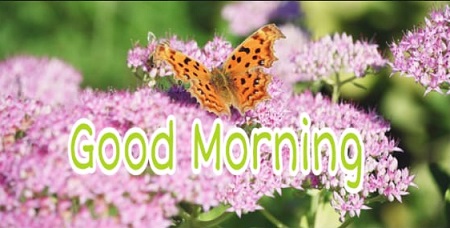 Good Morning Butterfly Good Morning Butterfly