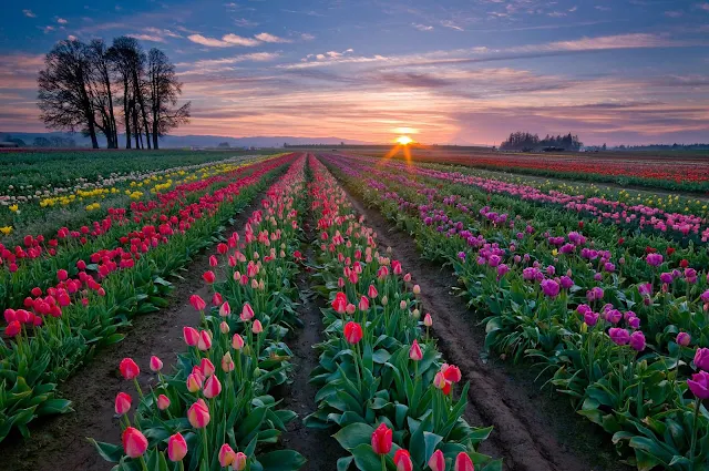 Foto veld vol verschillende kleuren tulpen