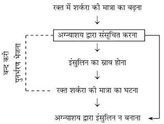 10 Class Science Notes in hindi chapter 7 Control and Coordination