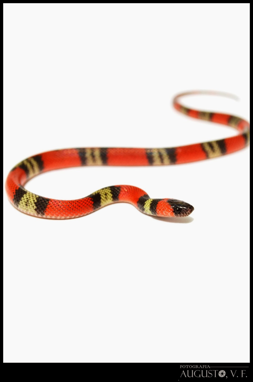 Conhecendo os Animais Oxyrhopus guibei