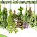  Δήμος Κόνιτσας:Πρόγραμμα για τα αρωματικά φυτά 