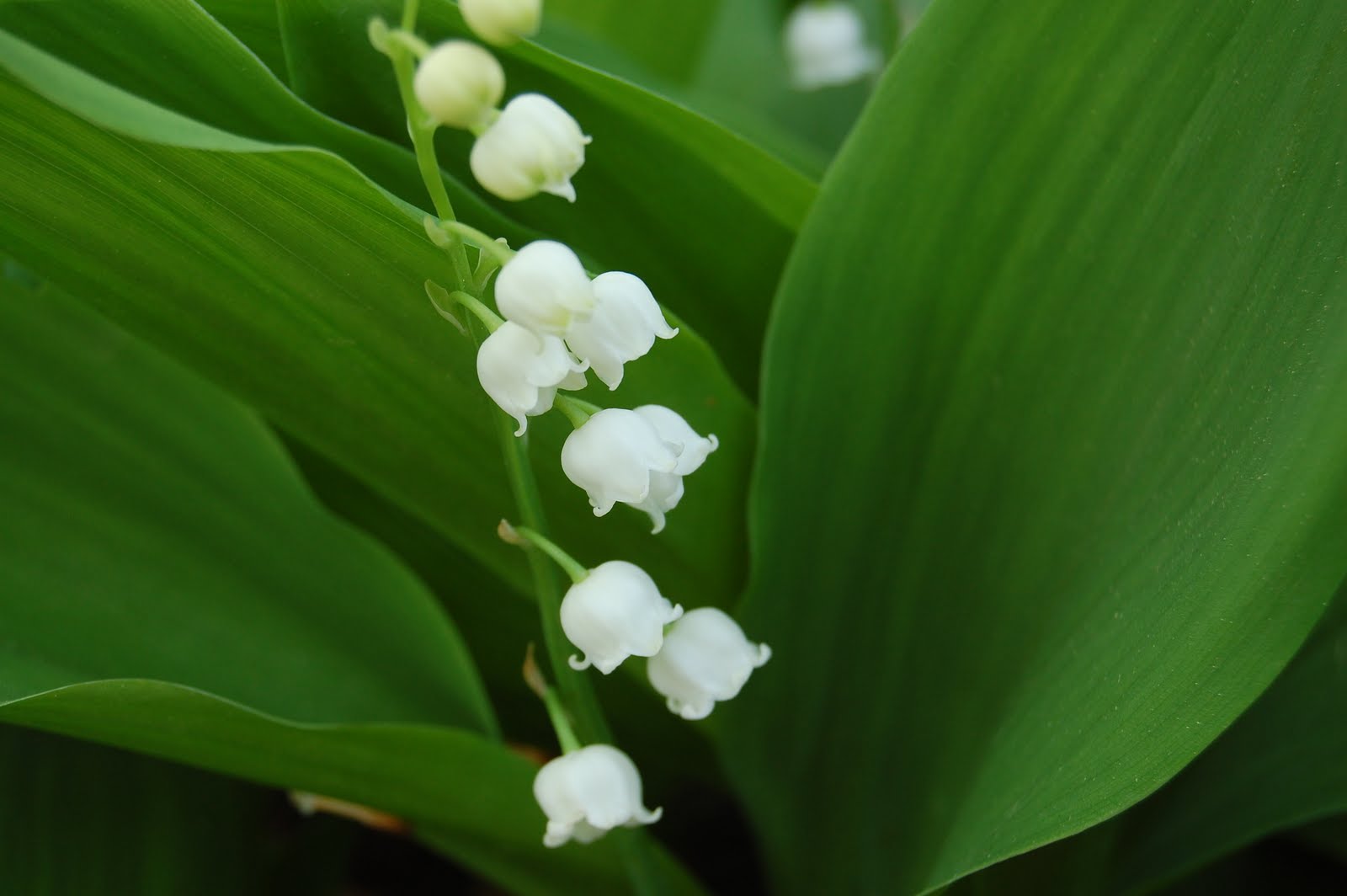 KnitOne,PearlOnion Giglio della valle